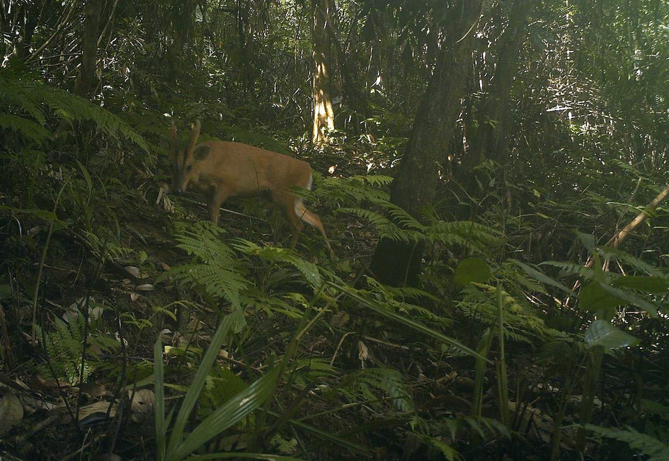 Cá thể mang lớn Trường Sơn tại Khu bảo tồn Sao La tỉnh Thừa Thiên-Huế. (Ảnh: Đỗ Trưởng/TTXVN)