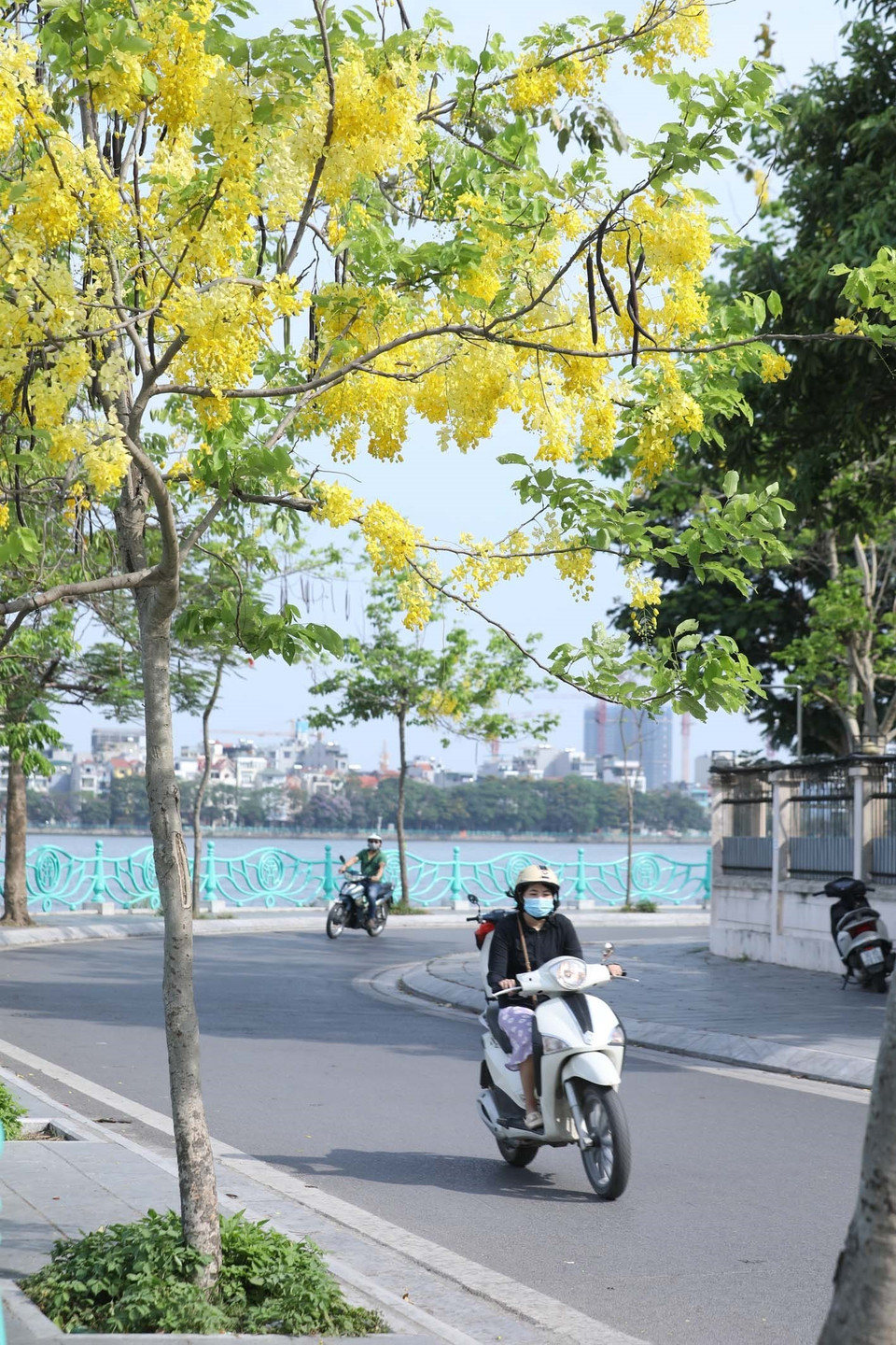 Hoa muồng hoàng yến nở vàng rực rỡ. (Ảnh: Anh Tuấn/TTXVN)