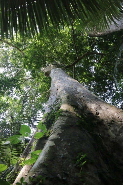 Những cây gỗ lớn trong Khu bảo tồn Sao La tỉnh Thừa Thiên-Huế. (Ảnh: Đỗ Trưởng/TTXVN)