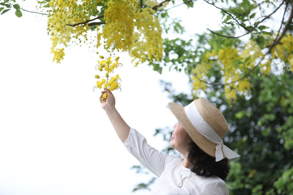 Hoa muồng hoàng yến nở vàng rực rỡ. (Ảnh: Anh Tuấn/TTXVN)