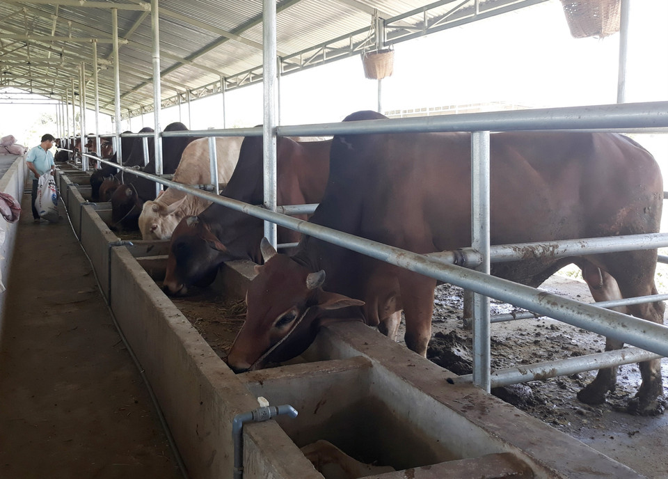 Mô hình nuôi bò vỗ béo là một trong hướng phát triển kinh tế mới đang được nhiều hộ chăn nuôi ở huyện miền núi Ninh Sơn, tỉnh Ninh Thuận áp dụng. (Ảnh: Nguyễn Thành/TTXVN)