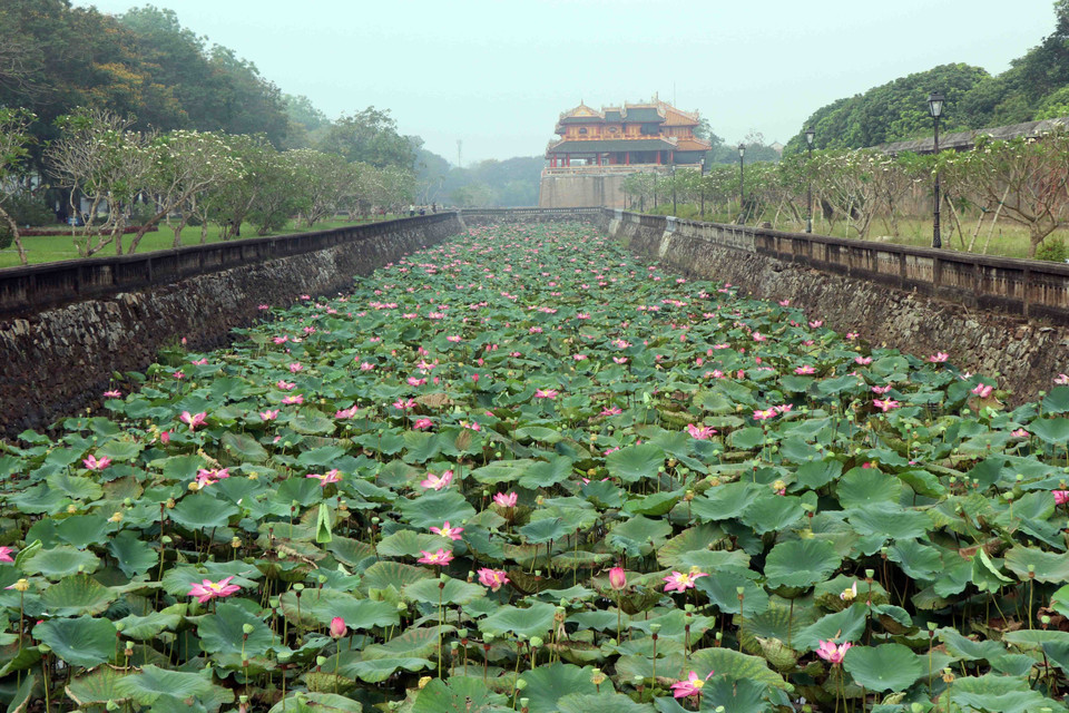 Hoa sen bung nở ở quanh khu vực Đại Nội. (Ảnh: Đỗ Trưởng/TTXVN)