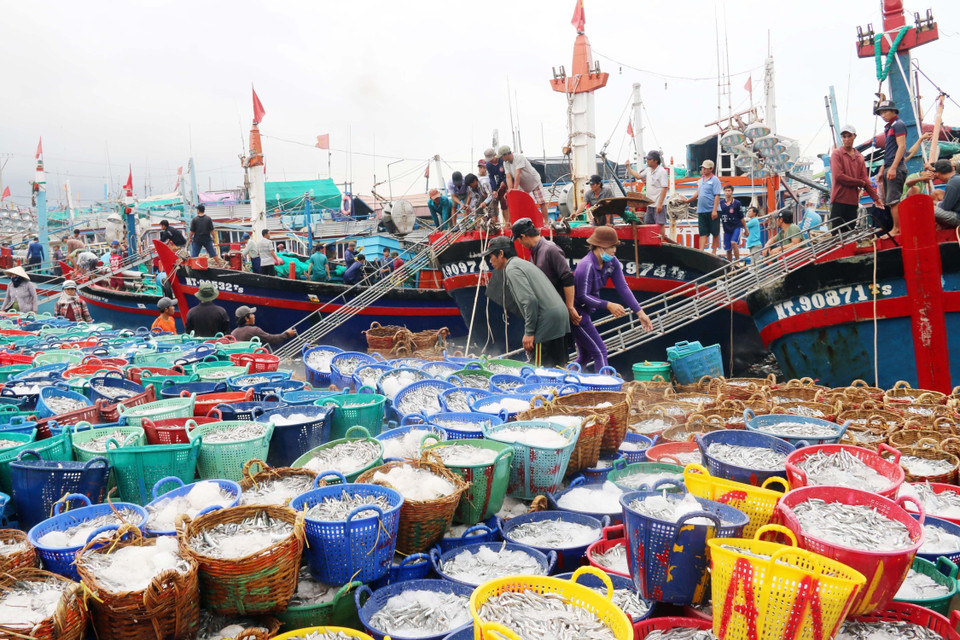 Tàu thuyền cập cảng Cà Ná, huyện Thuận Nam (Ninh Thuận) để chuyển cá lên bờ. (Ảnh: Công Thử/TTXVN)