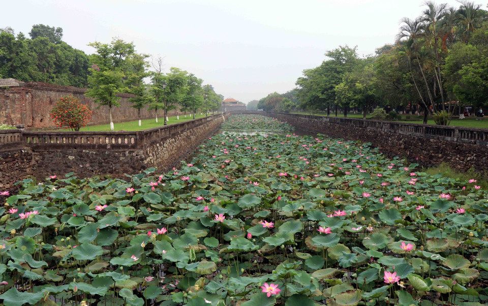 Hoa sen được người dân trồng ở nhiều ao, hồ trên địa bàn tỉnh Thừa Thiên-Huế nhưng có lẽ những bông sen kheo sắc đẹp nhất chính là tại khu vực Đại Nội. (Ảnh: Đỗ Trưởng/TTXVN)