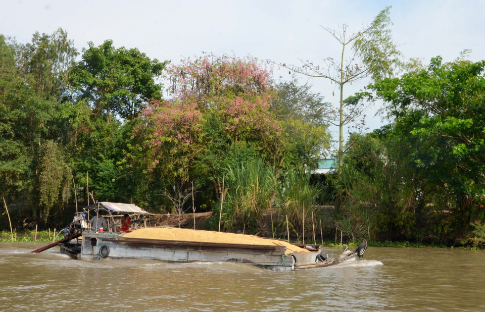 Hoa ô môi nở bên bến sông ở xã Phú Bình, huyện Phú Tân. (Ảnh: Công Mạo/TTXVN)
