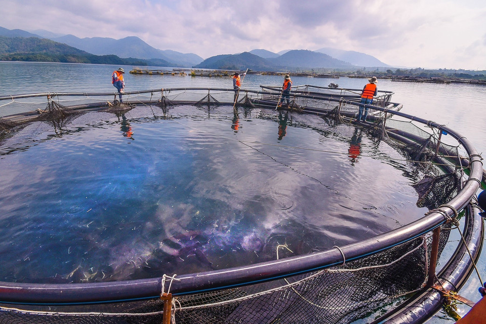 Nuôi cá tầm trong lòng hồ Đa Mi (Bình Thuận). (Ảnh: Nguyễn Thanh/TTXVN)