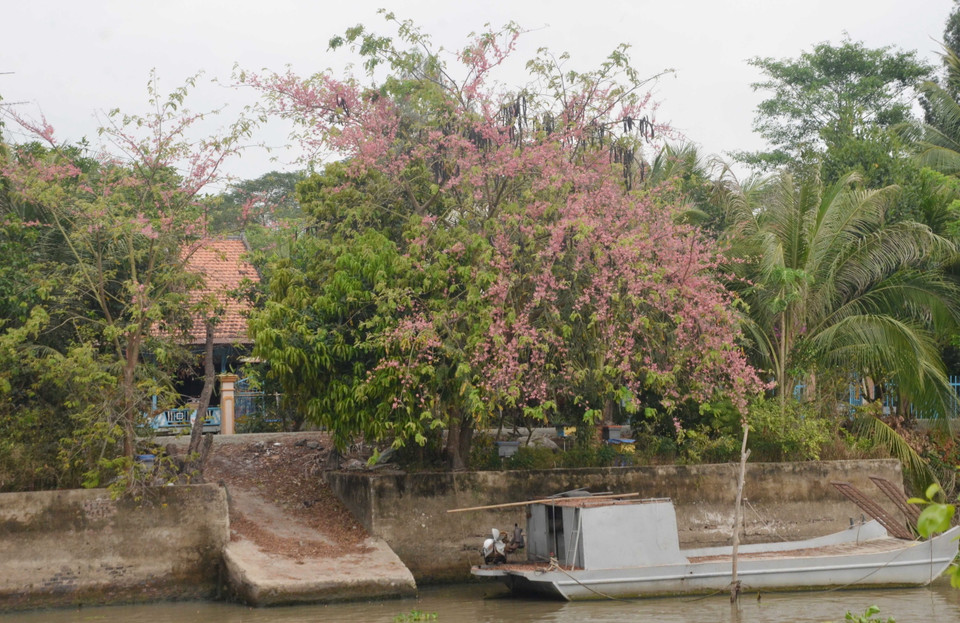 Hoa ô môi nở bên bến sông ở xã Phú Bình, huyện Phú Tân. (Ảnh: Công Mạo/TTXVN)
