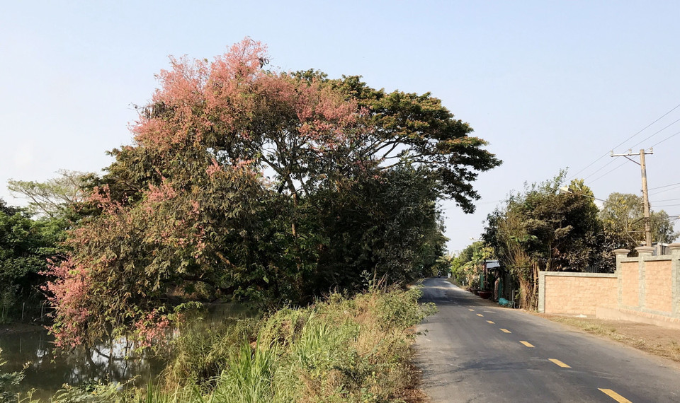 Con đường quê ở huyện Phú tân được tô điểm sắc hồng hoa ô môi. (Ảnh: Công Mạo/TTXVN)