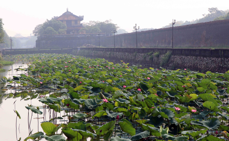 Hoa sen bung nở ở quanh khu vực Đại Nội. (Ảnh: Đỗ Trưởng/TTXVN)