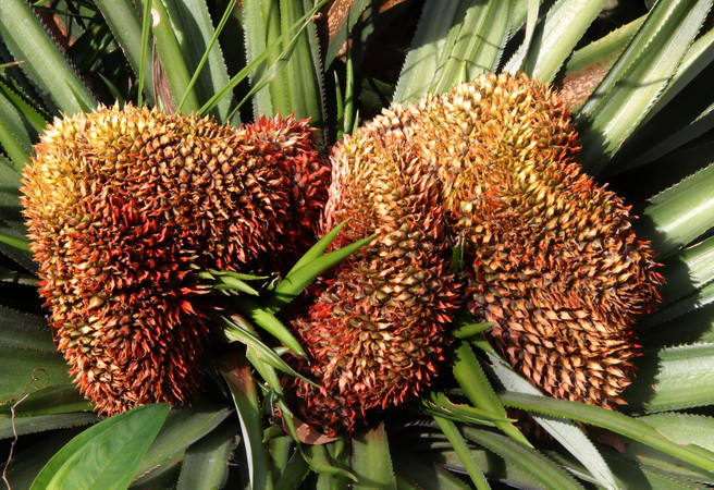 Quả dứa rồng quý hiếm trong vườn dứa phụng của gia đình ông Lê Văn Lượm, xã Hỏa Tiến, thành phố Vị Thanh. Ảnh: Xuân Dự - TTXVN