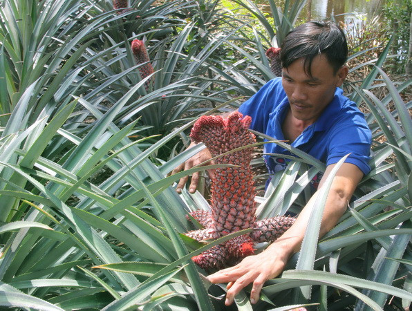 Để dứa phụng có hình dáng đẹp, ông Lưu Văn Lượm, xã Hỏa Tiến, thành phố Vị Thanh, phải chăm sóc tỉ mỉ từng quả . (Ảnh: Xuân Dự/TTXVN)