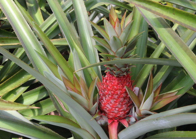 Dứa son có màu sắc đỏ tươi tượng trưng cho sự may mắn, được nhiều gia đình chọn trưng trong dịp Tết Nguyên đán . (Ảnh: Xuân Dự/TTXVN)