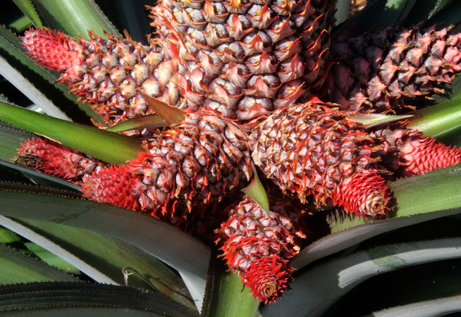 Quả dứa phụng được đánh giá là đẹp khi có phần đầu xòe to, đỏ rực như đuôi phụng, phần cuống có nhiều quả nhỏ bao quanh. (Ảnh: Xuân Dự/TTXVN)