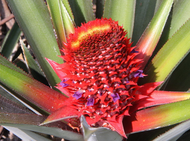 Quả dứa phụng khi còn non. (Ảnh: Xuân Dự/TTXVN)