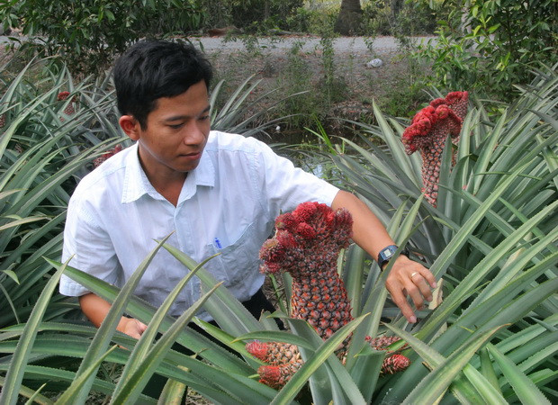 Cán bộ khuyến nông hướng dẫn cách nhân giống và chọn lựa quả dứa phụng. (Ảnh: Xuân Dự/TTXVN)