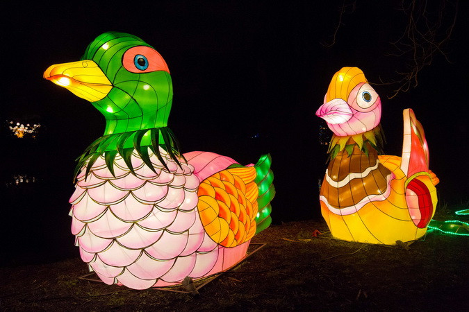 Đèn lồng với hình dáng những chú vịt được thắp sáng rực rỡ tại khu vườn Chiswick House, London, Anh ngày 29/1. (Nguồn: AFP/TTXVN)