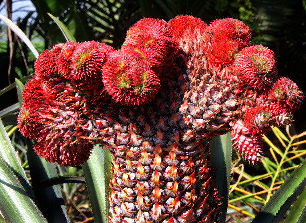 Quả dứa phụng được đánh giá là đẹp khi có phần đầu xòe to, đỏ rực như đuôi phụng, phần cuống có nhiều quả nhỏ bao quanh. (Ảnh: Xuân Dự/TTXVN)