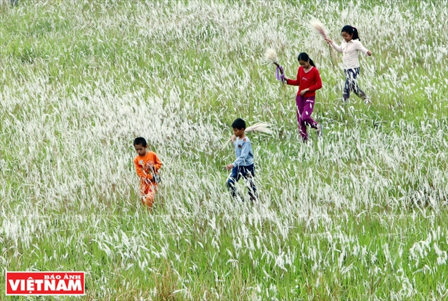 Các em nhỏ vô tư nô đùa trên cánh đồng cỏ lau. (Nguồn: Báo ảnh Việt Nam)