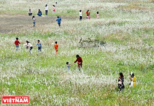 Các em nhỏ vô tư nô đùa trên cánh đồng cỏ lau. (Nguồn: Báo ảnh Việt Nam)