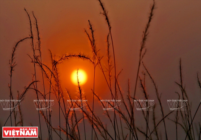 Những bông cỏ lau tung bay dưới ánh hoàng hôn. (Nguồn: Báo ảnh Việt Nam)