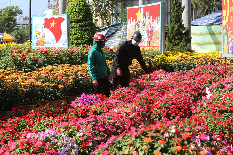 Người dân chọn mua hoa ở chợ hoa Tết khu vực Nhà văn hóa trung tâm thành phố Huế. (Ảnh: Hồ Cầu/TTXVN)