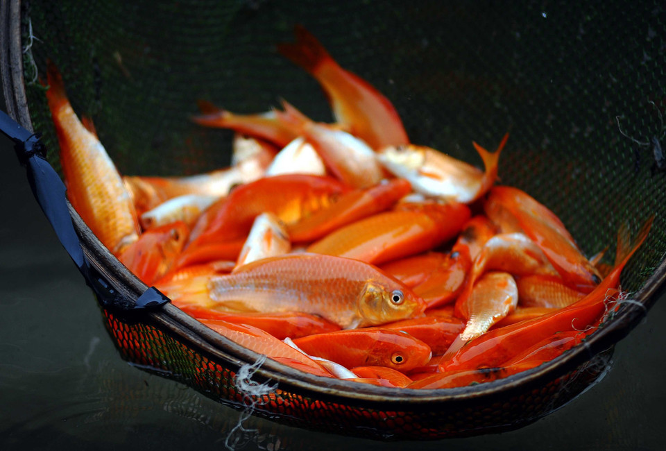 Người dân làng Thuỷ Trầm, xã Tuy Lộc, huyện Cẩm Khê, Phú Thọ thu hoạch cá chép đỏ để bán vào dịp 23 tháng Chạp. (Ảnh: TTXVN)