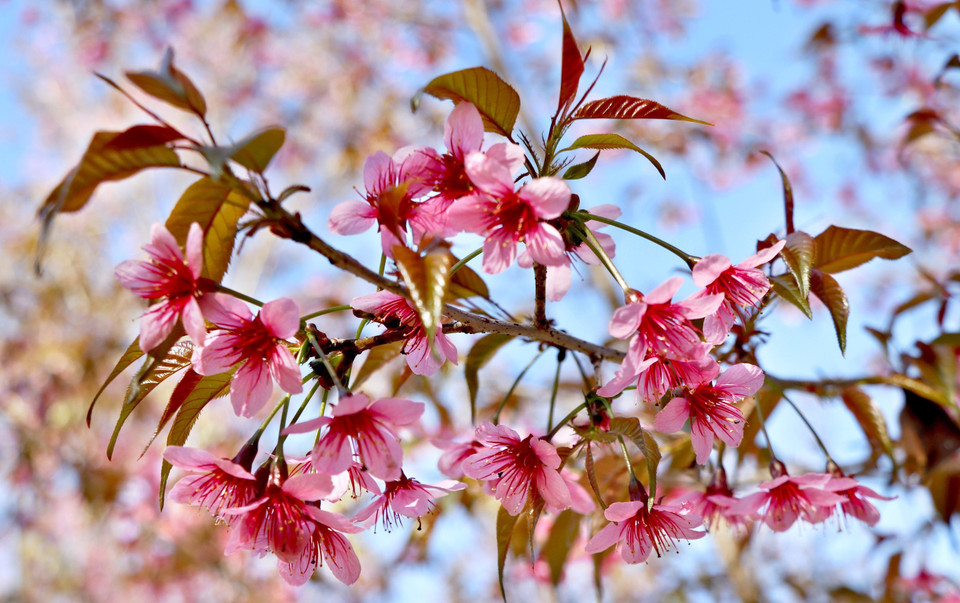 Hoa chỉ có năm cánh hồng với nhụy dài đỏ rực nở. (Ảnh: Tuấn Anh/TTXVN)