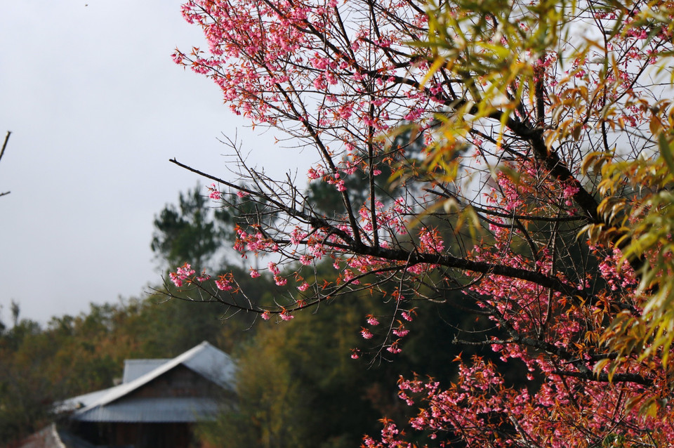 Đồng bào Mông nơi đây cho biết cách đây khoảng 300 năm, khi đến định cư nơi đây thì đã có loại cây này. (Ảnh: Tuấn Anh/TTXVN)