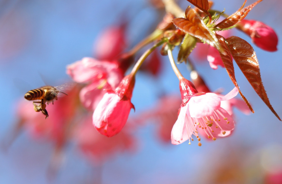 Hoa Tớ Dày có một vẻ đẹp riêng và quyến rũ. (Ảnh: Tuấn Anh/TTXVN)