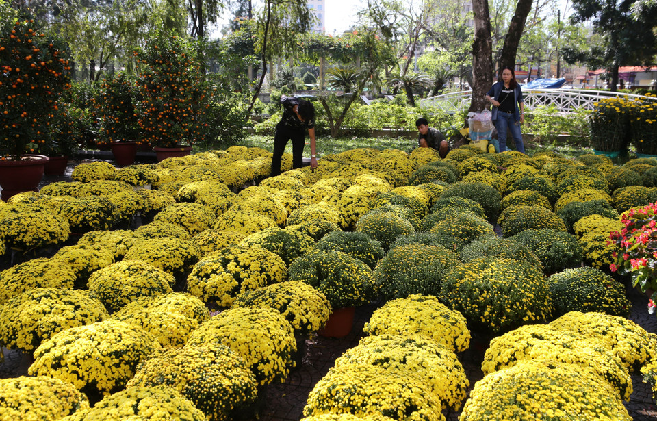 Người dân chọn mua hoa ở chợ hoa Tết khu vực Nhà văn hóa trung tâm thành phố Huế. (Ảnh: Hồ Cầu/TTXVN)
