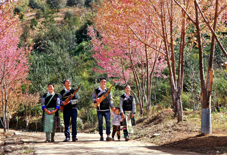 Vào những dịp lễ Tết, những nam thanh nữ tú người Mông lại cùng nhau chơi hội, du Xuân dưới những tán hoa Tớ Dày. (Ảnh: Tuấn Anh/TTXVN)