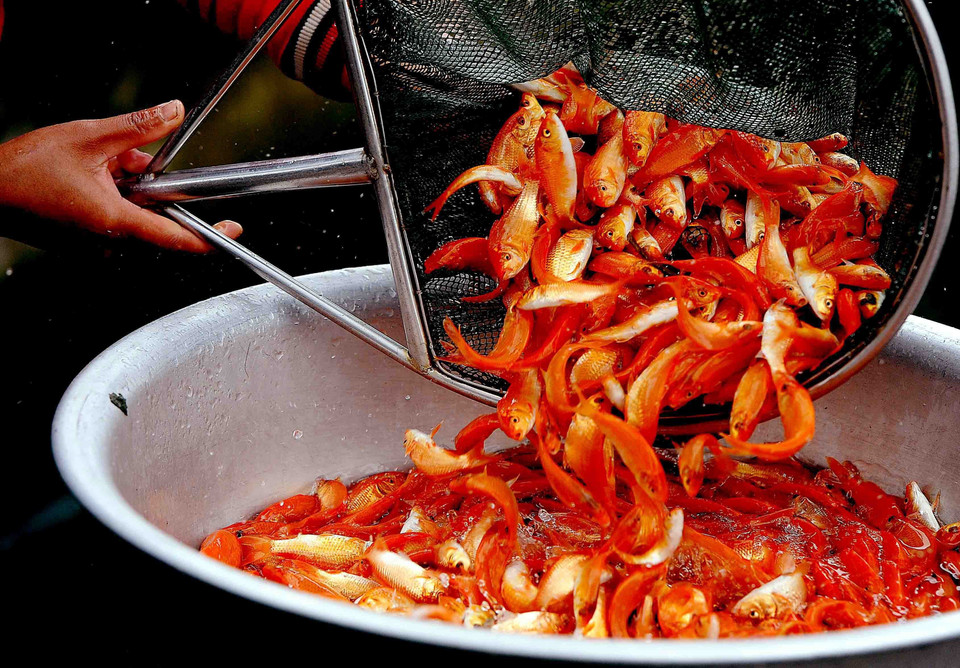 Người dân làng Thủy Trầm, xã Tuy Lộc, huyện Cẩm Khê, Phú Thọ thu hoạch cá chép đỏ để bán vào dịp 23 tháng Chạp. (nh: TTXVN)