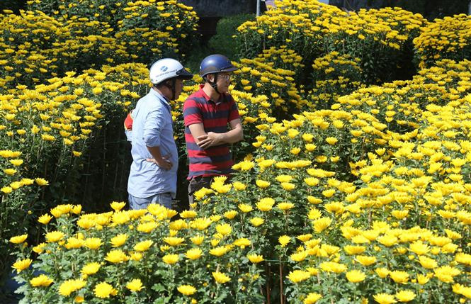Người dân chọn mua hoa ở chợ hoa Tết khu vực Nhà văn hóa trung tâm thành phố Huế. (Ảnh: Hồ Cầu/TTXVN)