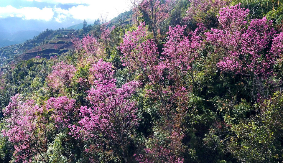 Hoa Tớ Dày thuộc loại cây thân gỗ, chỉ mọc và nở hoa ở độ cao trên 1.000 mét so với mực nước biển. (Ảnh: Tuấn Anh/ TTXVN)