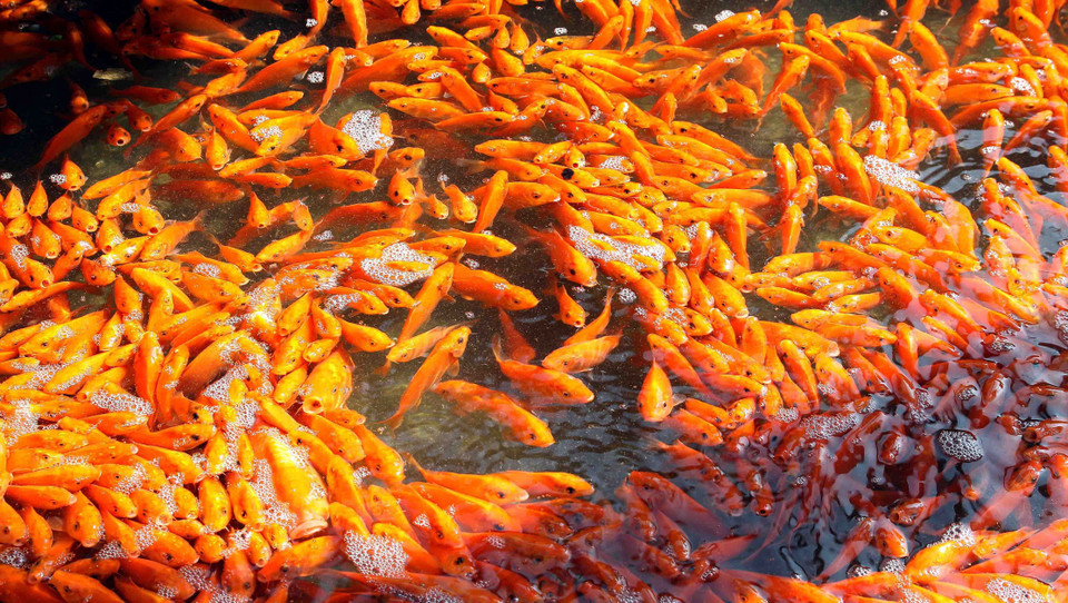 Người dân làng Thủy Trầm, xã Tuy Lộc, huyện Cẩm Khê, Phú Thọ thu hoạch cá chép đỏ để bán vào dịp 23 tháng Chạp. (Ảnh: TTXVN)