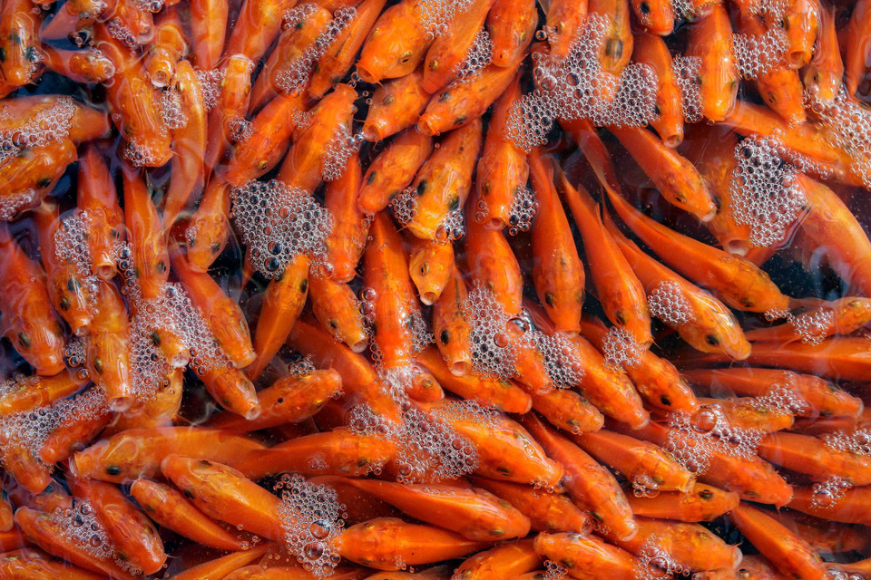 Người dân làng Thủy Trầm, xã Tuy Lộc, huyện Cẩm Khê, Phú Thọ thu hoạch cá chép đỏ để bán vào dịp 23 tháng Chạp. (Ảnh: TTXVN)