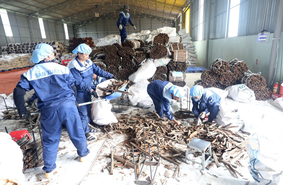 Công ty trách nhiệm hữu hạn Hương gia vị Sơn Hà 100% vốn nước ngoài tại Văn Yên mỗi năm chế biến gần 3.000 tấn hàng hóa từ quế với trên 200 sản phẩm: Quế điếu, quế nghiền, quế cắt, quế tấm, nước quế… và các loại hương liệu đã được xuất khẩu sang các nước EU và Mỹ. (Ảnh: Anh Tuấn/TTXVN)