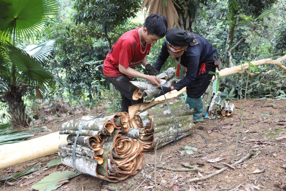 Thu hoạch quế tại đồi quế của gia đình ông Lê Xuân Thành, thôn Khe Dứa, xã Viễn Sơn, huyện Văn Yên, với diện tích gần 4 ha, mỗi năm gia đình ông chỉ tỉa cũng thu được 40 triệu đồng. (Ảnh: Anh Tuấn/TTXVN)
