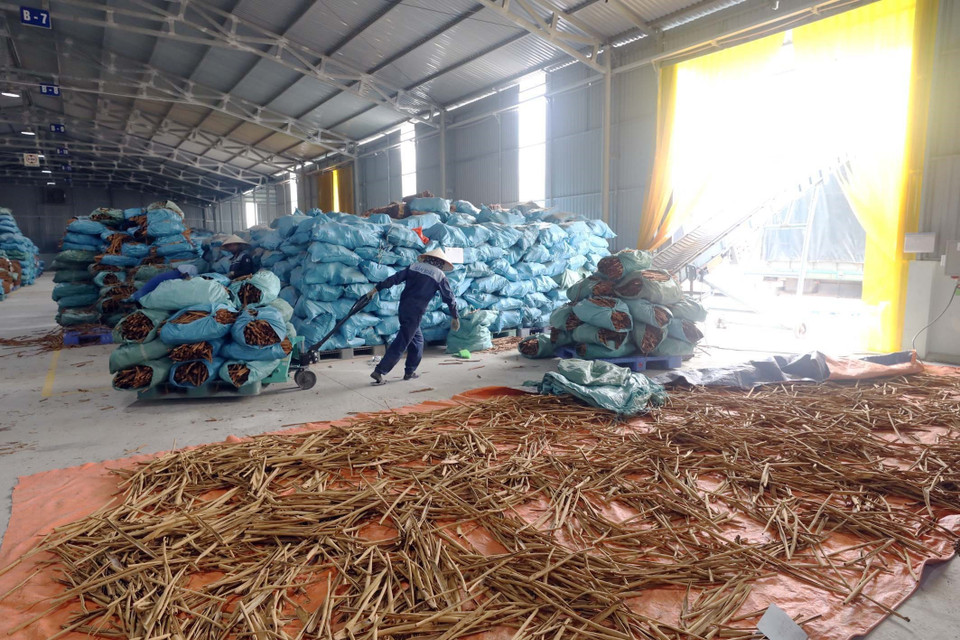 Công ty trách nhiệm hữu hạn Hương gia vị Sơn Hà 100% vốn nước ngoài tại Văn Yên mỗi năm chế biến gần 3.000 tấn hàng hóa từ quế với trên 200 sản phẩm: Quế điếu, quế nghiền, quế cắt, quế tấm, nước quế… và các loại hương liệu đã được xuất khẩu sang các nước EU và Mỹ. (Ảnh: Anh Tuấn/TTXVN)