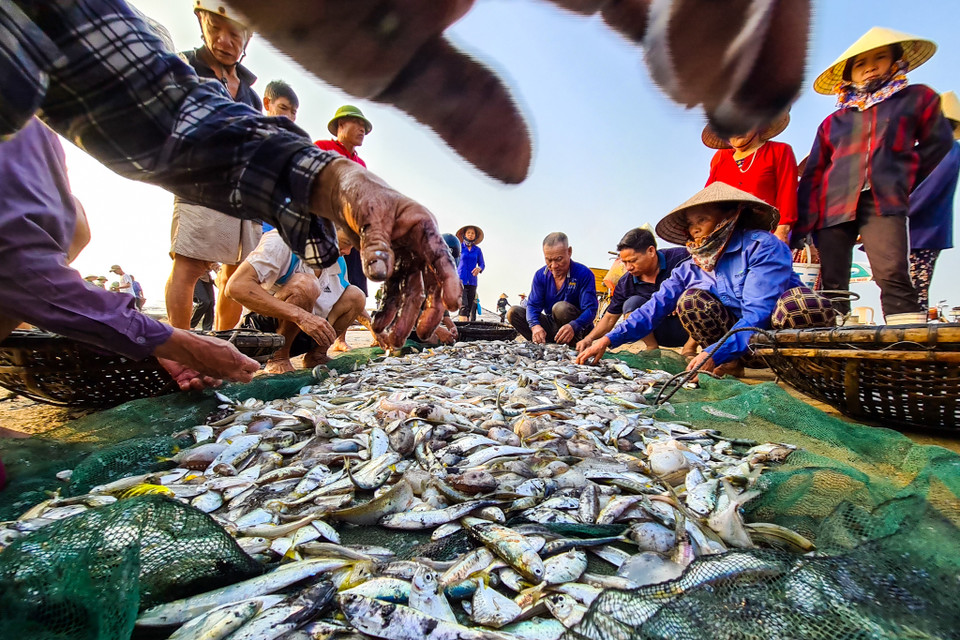 Công đoạn phân loại cá. (Nguồn: Vietnam+)