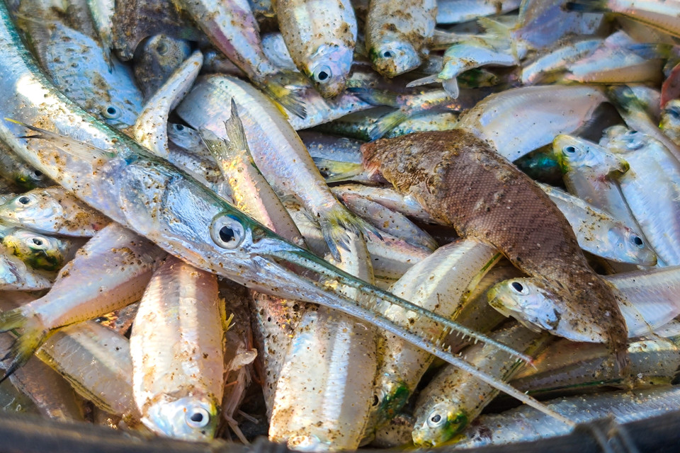 Những chú cá xếp hàng đợi người đến mua. (Nguồn: Vietnam+)