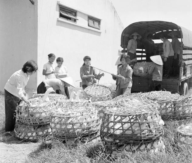 Xí nghiệp nuôi vịt giống Bắc Kinh Pháp Vân thực hiện các biện pháp tăng nhanh sản lượng để cung cấp cho nông trường Tam Thiên Mẫu, các hợp tác xã ngoại thành và 2 tỉnh Thanh Hóa và Ninh Bình (1974). (Ảnh: Văn Lạn/TTXVN)