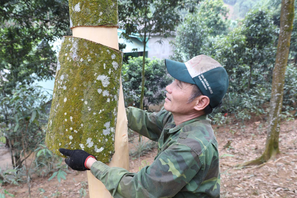 Ông Lê Xuân Thành, thôn Khe Dứa, xã Viễn Sơn, huyện Văn Yên bóc vỏ quế tại đồi quế của gia đình. (Ảnh: Anh Tuấn/TTXVN)