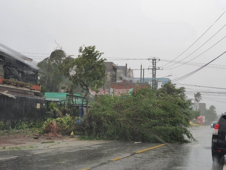 Cây xanh bị bật gốc, ngã đổ tại Thị xã Hoài Nhơn. (Ảnh: Tường Quân/TTXVN)