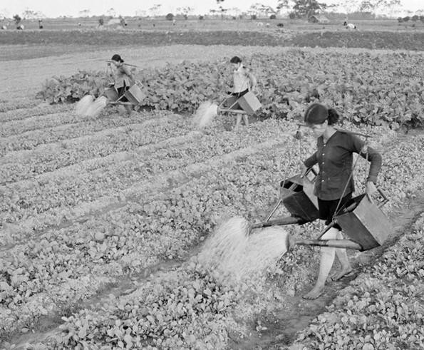 Ở nông thôn, phong trào chăm bón đồng ruộng, tăng năng suất, sản lượng, thi đua bán nhiều lương thực, thực phẩm cho Nhà nước được nông dân đẩy mạnh. Trong ảnh: Vụ Đông năm 1970, để có nhiều rau cung cấp cho thành phố, hợp tác xã Thúy Lĩnh, huyện Thanh Trì (Hà Nội) đẩy mạnh thâm canh làm thủy lợi, chủ động tưới nước cho rau, nhờ vậy năng suất tăng gấp 5 lần năm 1965. (Ảnh: Cảnh Khanh/TTXVN)