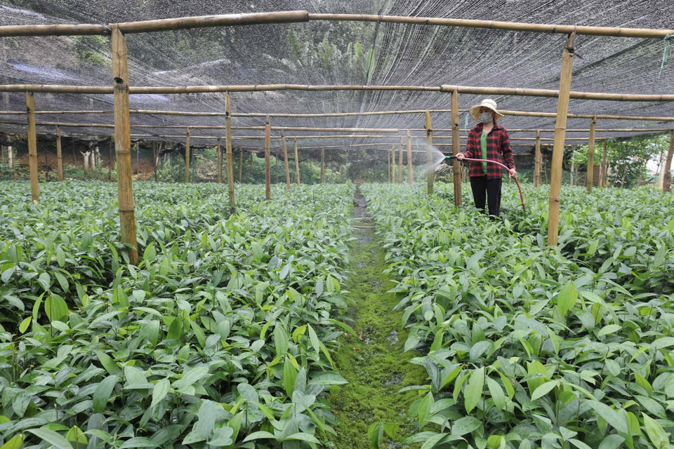 Chăm sóc quế giống tại cơ sở sản xuất hộ gia đình San Thục, thôn Khe Dứa, xã Viễn Sơn, huyện Văn Yên, mỗi năm cơ sở sản xuất 100 vạn cây quế giống, cùng với việc thu hoạch vỏ quế hơn 5 ha của nhà, hộ gia đình thu được gần 60 triệu đồng. (Ảnh: Anh Tuấn/TTXVN)