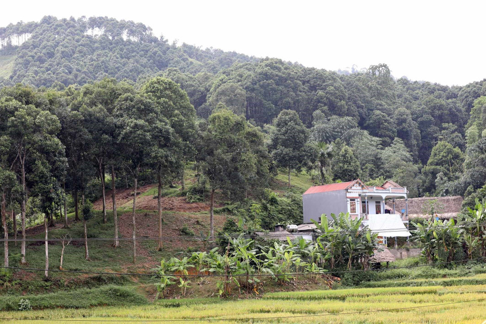 Ngôi nhà khang trang là thành quả từ việc trồng 7ha quế của gia đình anh Đặng Văn Nho, thôn Khe Dứa, xã Viễn Sơn, huyện Văn Yên. (Ảnh: Anh Tuấn/TTXVN)