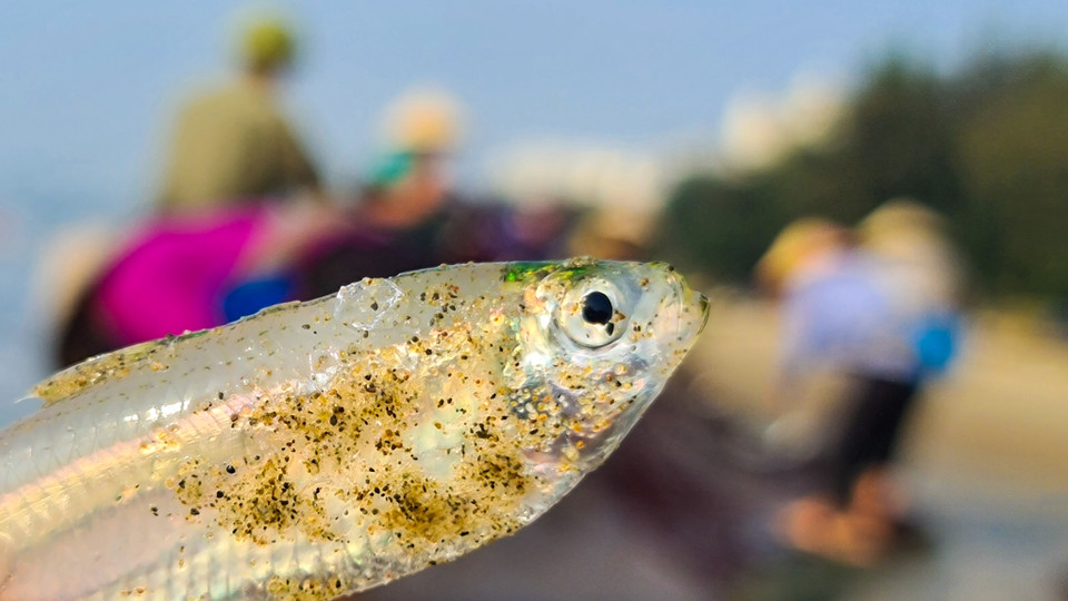 Sầm Sơn không xa lạ nhưng vẫn còn nhiều ngóc ngách thú vị độc lạ đợi du khách khám phá. (Nguồn: Vietnam+)