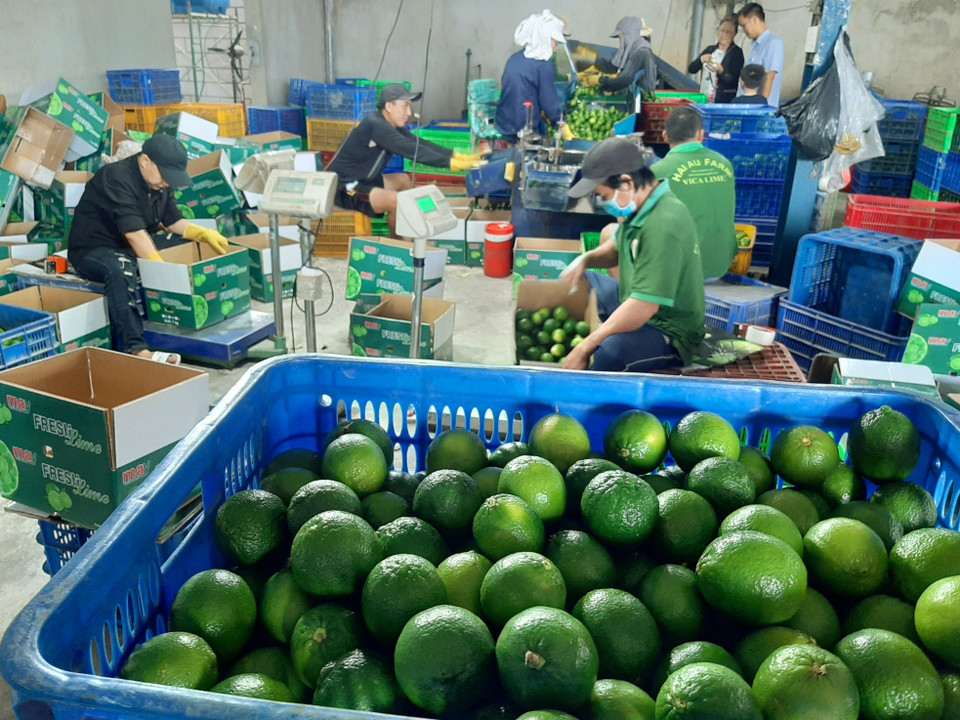 Với những đóng góp tích cực cho ngành nông nghiệp địa phương, bà được phong tặng danh hiệu nông dân giỏi cấp quốc gia từ năm 2014 đến nay. (Ảnh: Đức Hạnh/TTXVN)