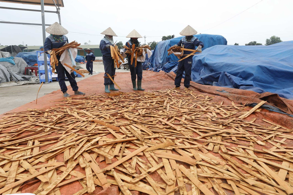 Phơi quế tại công ty trách nhiệm hữu hạn Hương gia vị Sơn Hà. (Ảnh: Anh Tuấn/TTXVN)